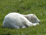 20150318 Lambs in fields by Llantwit Major